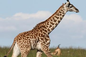 Giraffe Centre and David Sheldrick Elephant Orphanage Tour from Nairobi