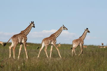 Half-Day Karen Blixen Museum and Giraffe Center Tour from Nairobi
