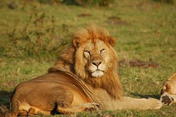 Half-Day Nairobi National Park Guided Tour