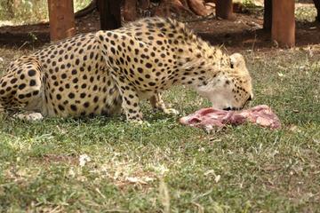 Nairobi Animal Orphanage Guided Half-Day Tour