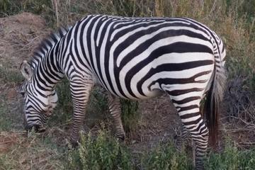 Nairobi National Park Half-Day Tour