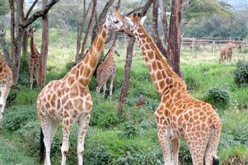 National Museum of Kenya Giraffe Center and Nairobi National Park Guided Day Tour