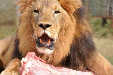 Safari Walk And Animal Orphanage Guided Tour
