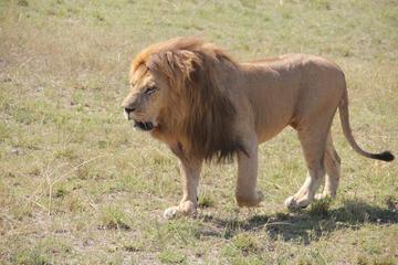 Sweetwaters and Ol Pejeta Conservancy Guided Day Tour from Nairobi