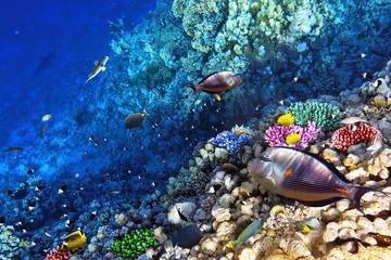 Snorkeling Tour from West Bay