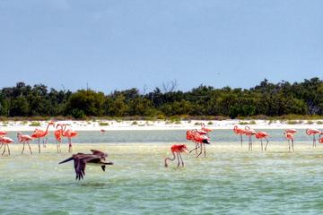 Holbox Island Tour from Playa del Carmen