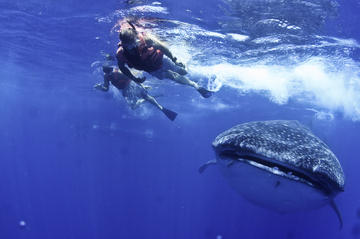 Swim with Whale Sharks from Cancun