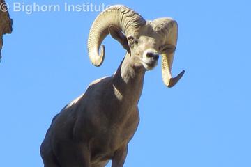 Day Trip Interpretive Hike with a Bighorn Biologist to Look for Sheep near Palm Desert, California 