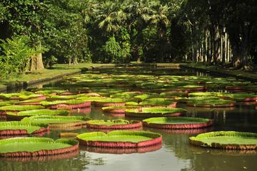Historical Guided Private Day Tour including Port Louis from Pamplemousses