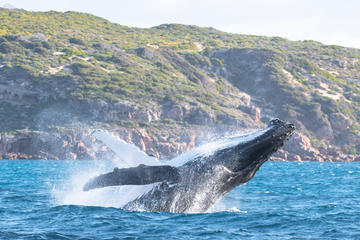 Jet Boat Whale Watching Safari from Dunsborough