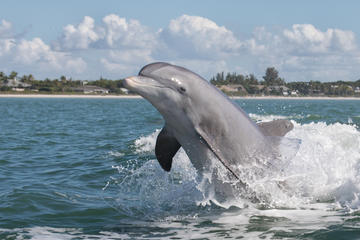 Dolphin Safari from St. Augustine