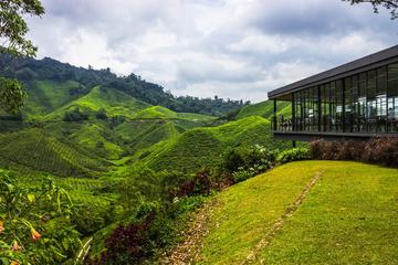 2D1N Cameron Highlands and Nature Tour with visit to Strawberry Park - Rose Garden - Tea Plantation