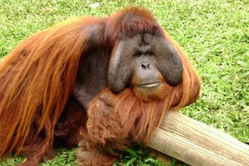 2D1N Orang Utan Island Laketown Bukit Merah and Cameron Highlands Tour