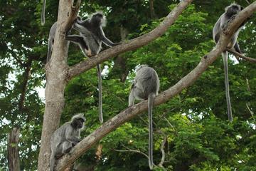 Combo of Silver Leaf Monkeys and Firefly Tour with Boat Ride and Seafood Dinner in Kuala Selangor