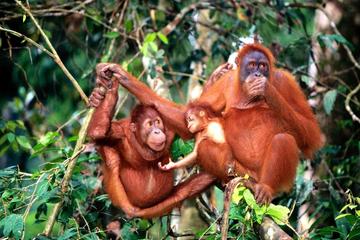 Private Tour to Bukit Merah Orang Utan Island and Ipoh from Kuala Lumpur