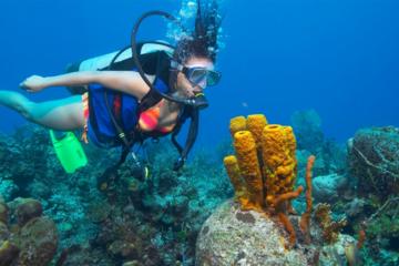 Wave Break Island Certified Scuba Diving on the Gold Coast: Single Dive