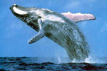 Platinum Whale Sightseeing and Cayo Levantado Island Tour