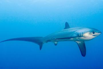 10 Dive Package in Malapascua Island