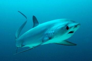PADI Open Water Course and Thresher Shark Dive