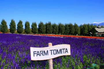 A Must visit spots in Hokkaido - Furano Biei - including Lunch