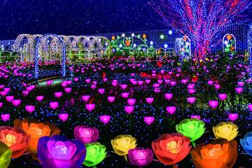 All-you-can-eat Crab, Strawberry Picking and Visit the Ashikaga Flower Park with Illumination Show