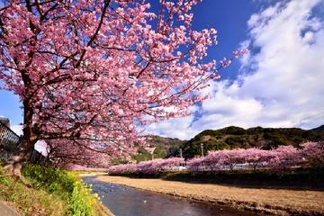 Beautiful Pink Kawazuzakura and Yellow Canola With All-You-Can-Eat Strawberry Picking
