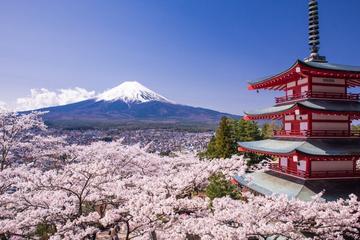 Cherry Blossom Festival with Visit to Arakura Sengen Shrine in Kawaguchiko from Tokyo