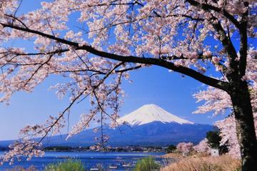 Cherry Blossom Tour with Visit to Odawara Castle, Lake Kawaguchi, and Pirate Ship Ride including Lunch Buffet