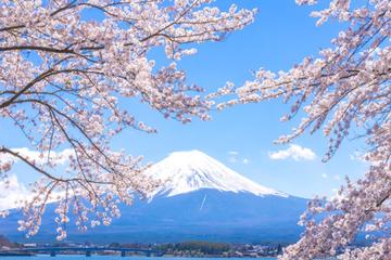 Mt. Fuji 5th Station, Lake Kawaguchi, and Seasonal Fruit Picking from Tokyo