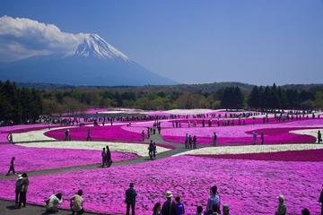 Pink Moss Phlox Festival and Mount Fuji Tour including Strawberry Picking