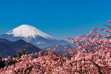 Sakura Cherry Blossom Festival and Hakone from Tokyo