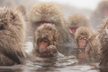 Seasonal Snow Monkey Day Trip including Sukiyaki Lunch