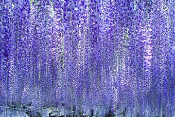 Spring flower tour of Hitachi Seaside Park and Ashikaga Flower Park