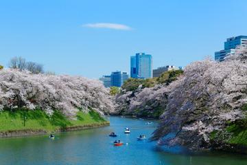 Visit Popular Cherry Blossom Viewing Spots - Buffet Lunch Included