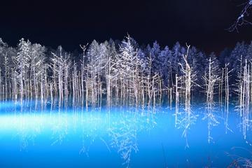 Winter Tour: Visit Asahiyama Zoo, Aoi-Ike and Shirohige Falls Light Shows