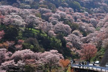 Yoshino Sakura