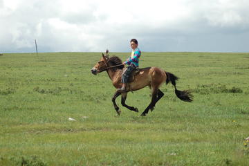 Visit Mongolian nomad family