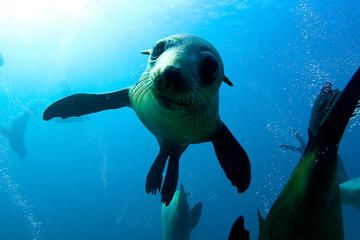 Montague Island Snorkel With Seals Trip from Narooma