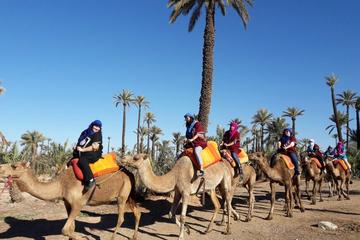 KINGDOM OF TOURS AND EXCURSIONS HALF DAY CAMEL RIDE