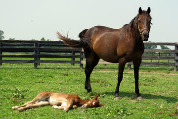 Day Trip Half-Day Lexington Kentucky Horse Farm Tour near Lexington, Kentucky 