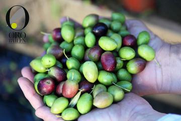 Guided Tour to the Mill Oro Bailen and Tasting Sessions