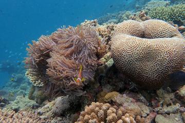 Half-Day Haitang Bay Snorkeling Trip From Sanya