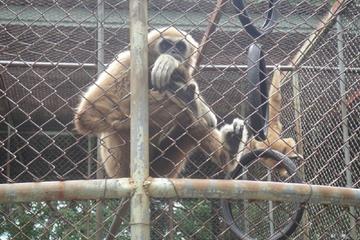 Full Day At Cha-am Zoo And Maruekhathaiyawan Palace