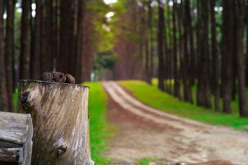 FULL DAY SUAN SON BOR KAEW AND MAE YA WATERFALL
