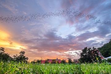 Half Day Unseen 100 Milions Bat