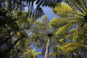 Abel Tasman and Golden Bay in One Day