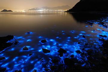 Luminous Lagoon Small Group Tour from Ocho Rios