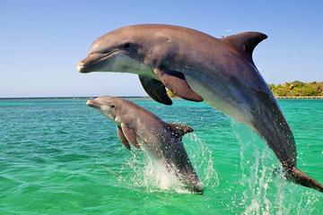 DOLPHIN WATCHING  and ARRÁBIDA NATURAL PARK TOUR from LISBON CASCAIS