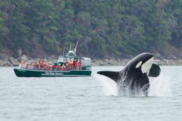 Whale Watching Tour from Granville Island in Vancouver