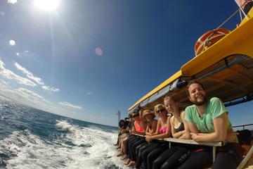 Swim with Dolphins in the Bay of Plenty with a Full-Day Tour